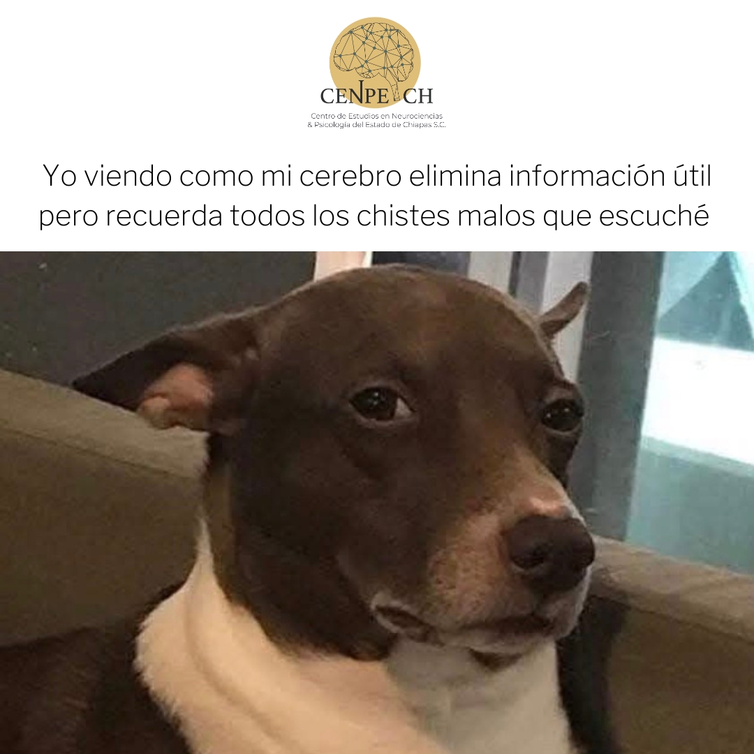 🧠🤔 Cuando crees que necesitas más espacio mental... pero tu mente prefiere conservar el repertorio completo de chistes malos. 😂