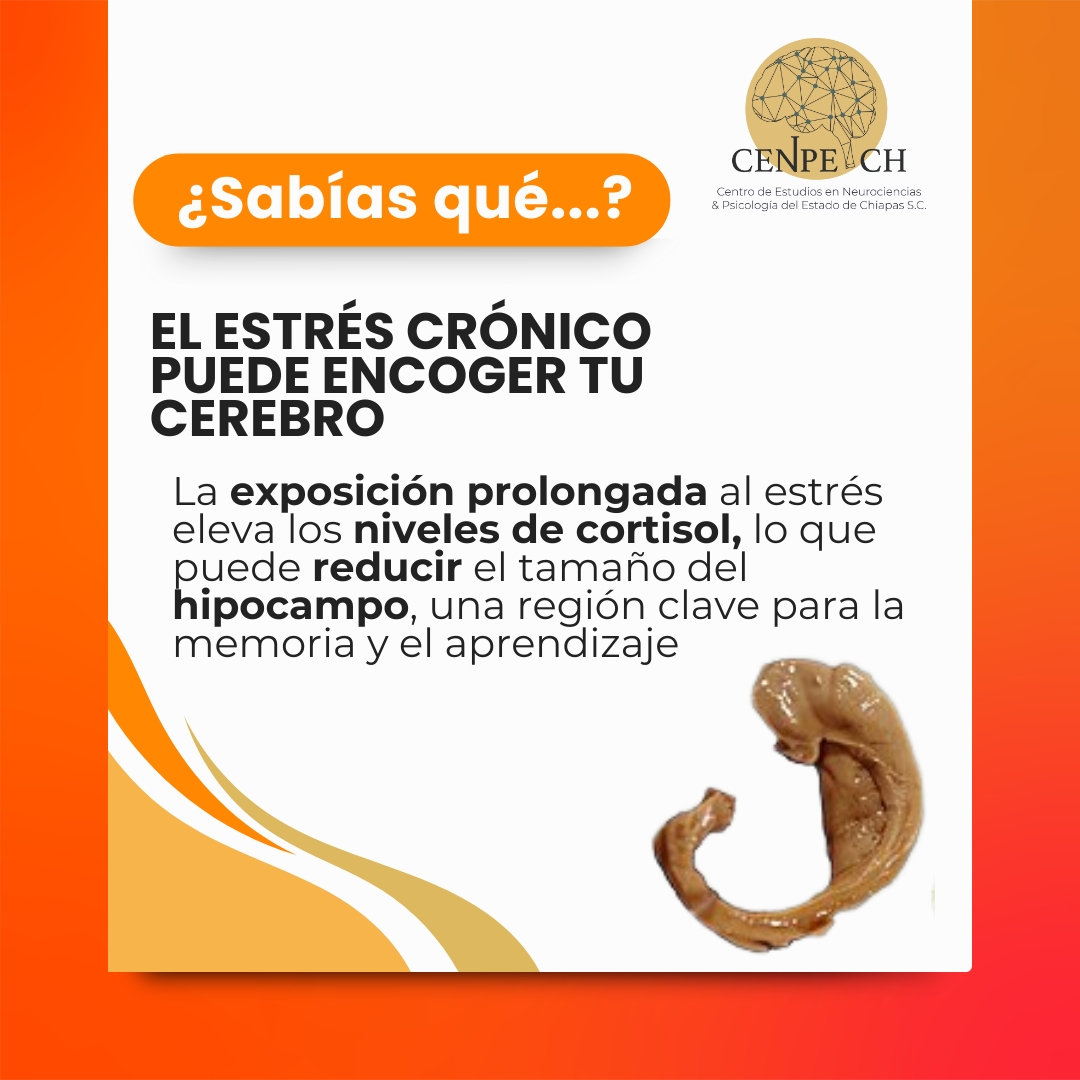 🧠 ¡Tu cerebro también sufre el estrés!