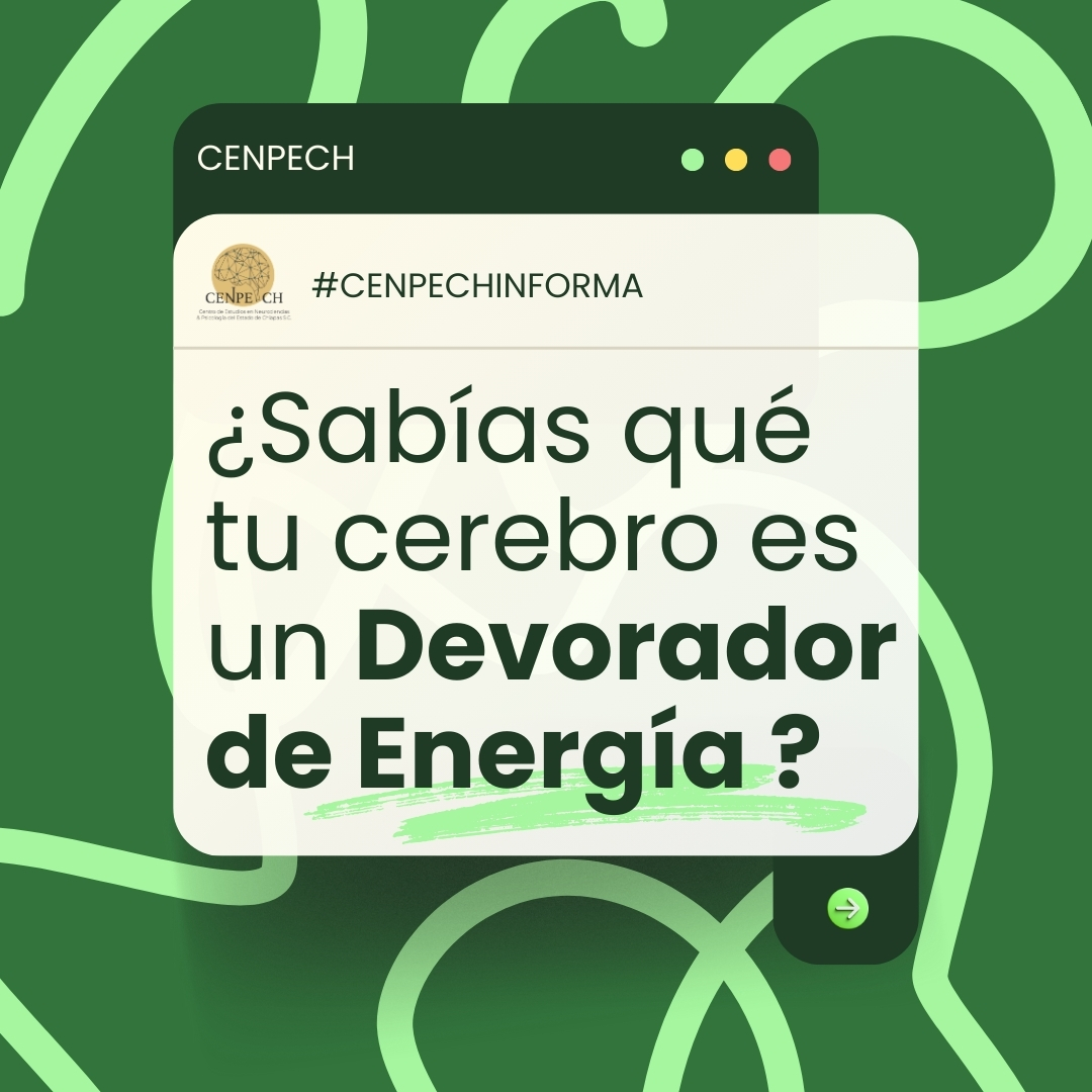 🧠 ¿Sabías que tu cerebro consume más energía que cualquier otro órgano?
